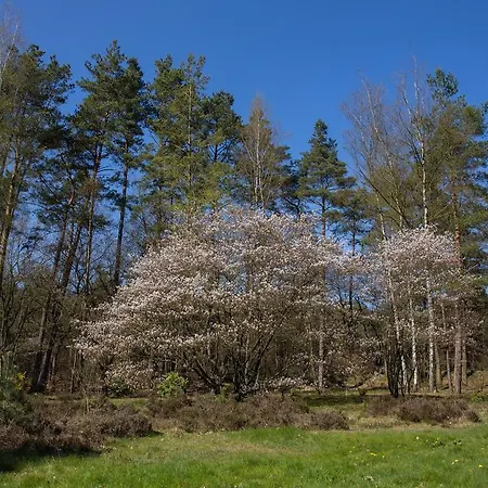 Viva La Veluwe Bed & Breakfast Nunspeet