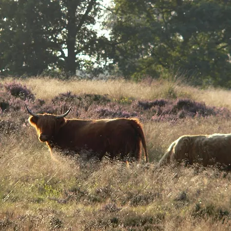 Viva La Veluwe Bed & Breakfast