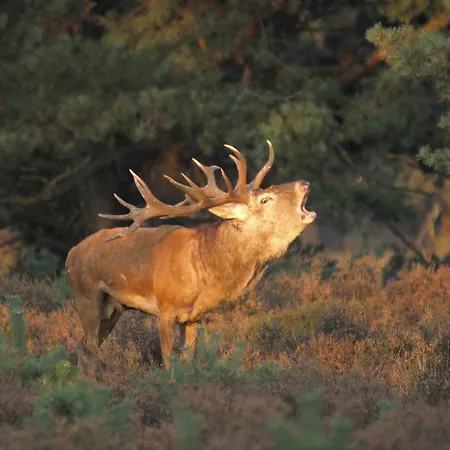 Viva La Veluwe *