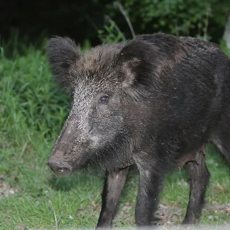 Viva La Veluwe