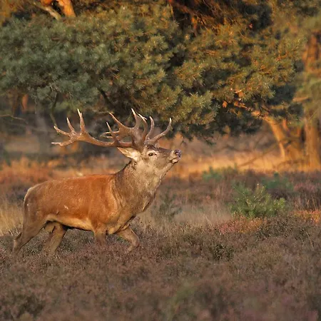 Viva La Veluwe Bed & Breakfast *