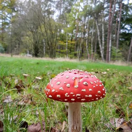 Viva La Veluwe Nunspeet