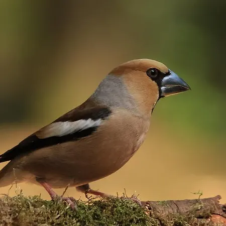 Viva La Veluwe *