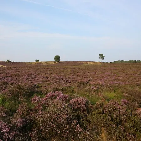Viva La Veluwe Bed & Breakfast Nunspeet